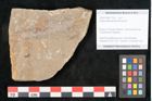 Foto (Objekt + Etikett) von Voltzia heterophylla Brongniart (NHMW-GEO-2024-0188-11130)